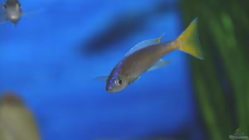 Cyprichromis Leptosoma Utinta von Rainer König (15)