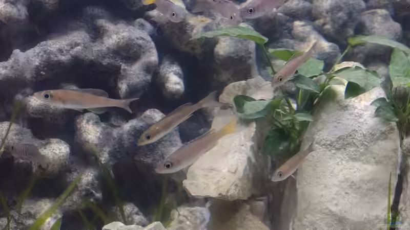 Cyprichromis leptosoma utinta von Wilhelm94 (21)