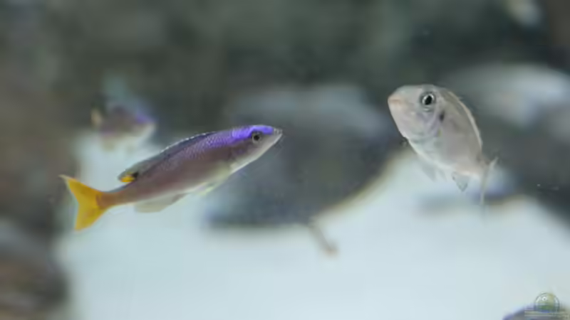 Beispiele für Aquarien mit Heringscichliden (Cyprichromis)