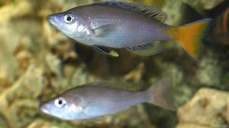 Cyprichromis leptosoma von Ingo (32)