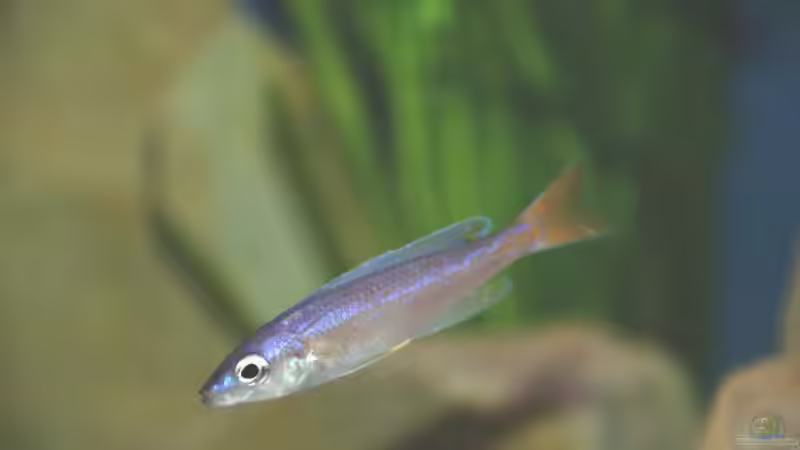 Cyprichromis leptosoma von Rainer König (11)