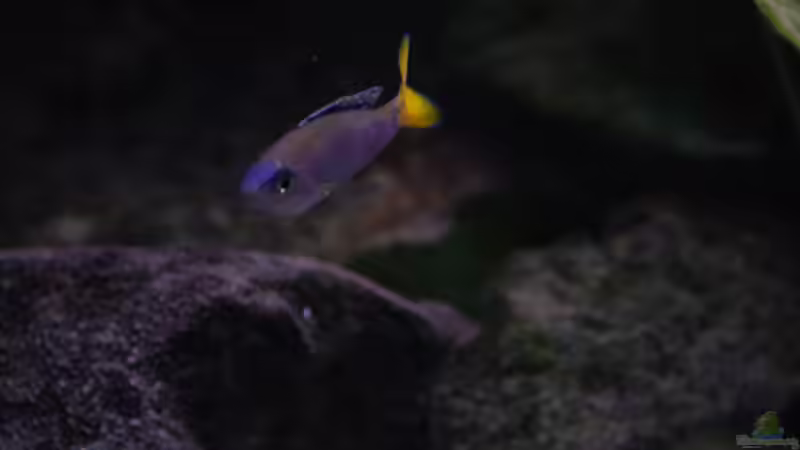 Cyprichromis leptosoma von Rob Van Der Velde (11)