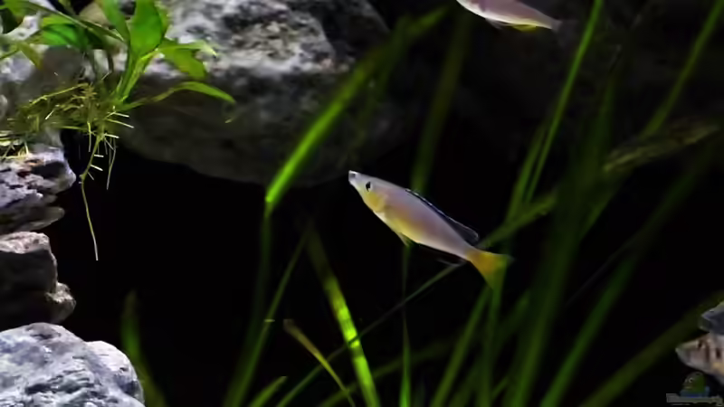 Cyprichromis leptosoma yellow head mpimbwe  von Martina (24)