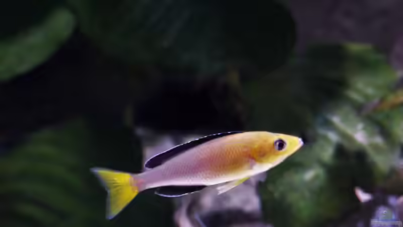 Cyprichromis männchen  von Martina (28)