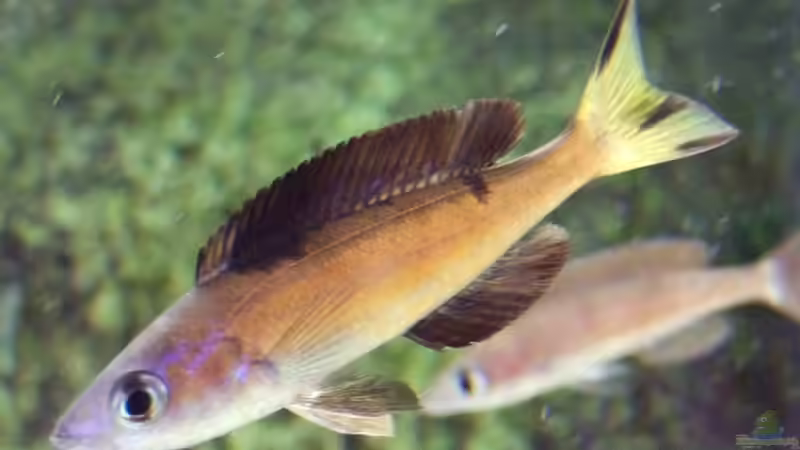 Aquarien mit Cyprichromis microlepidotus (Kleinschuppiger Kärpflingsbuntbarsch)