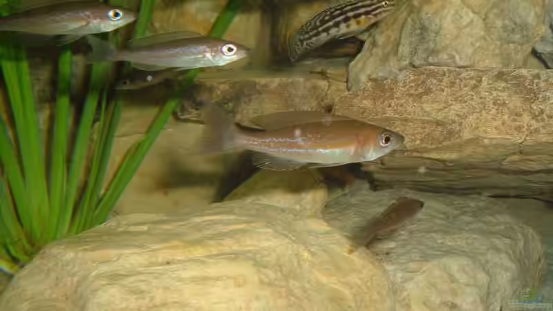Aquarien mit Cyprichromis microlepidotus (Kleinschuppiger Kärpflingsbuntbarsch)