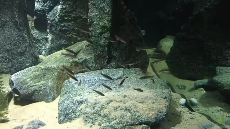 Cyprichromis NZ von Monaco (2)