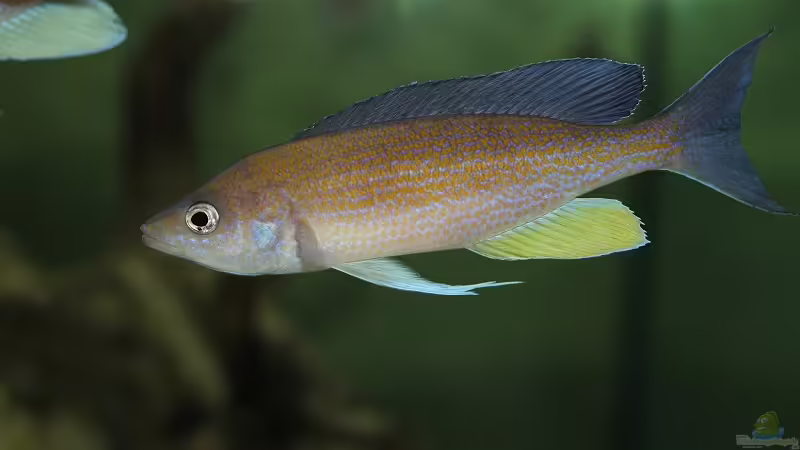 Cyprichromis pavo Moliro WF/WFNZ von Jörg (23)