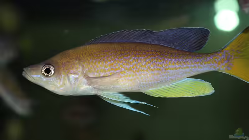 Aquarien mit Cyprichromis pavo