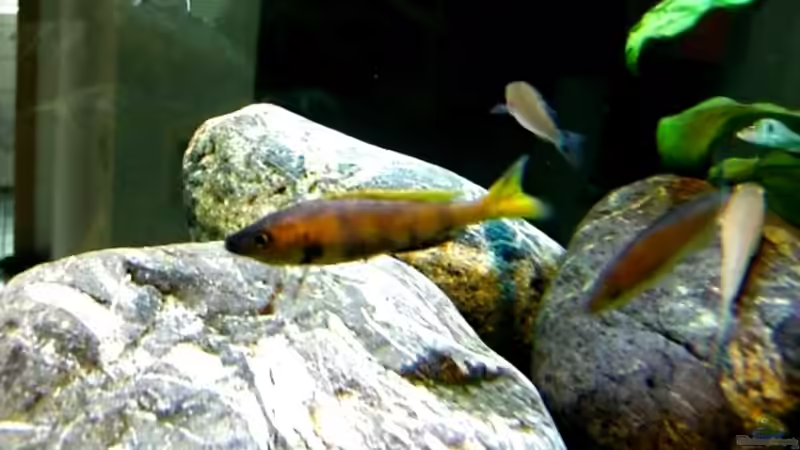 Cyprichromis sp. `Jumbo Kitumba` beim umfärben von Hermann Süss (18)