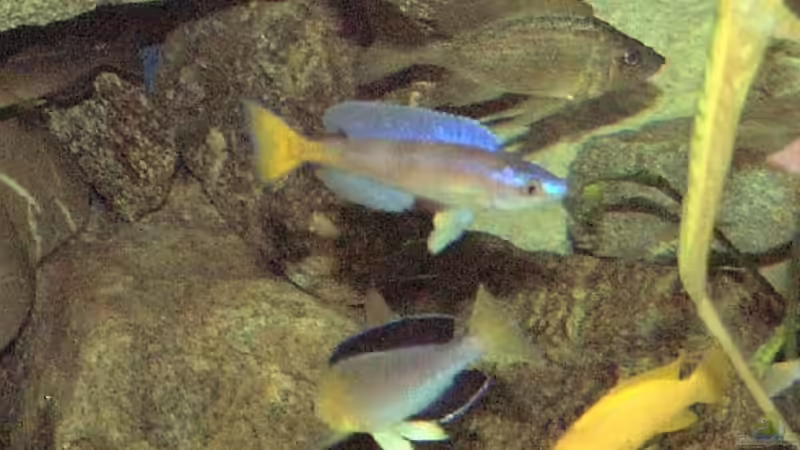 Cyprichromis von Robert Bröhl (10)