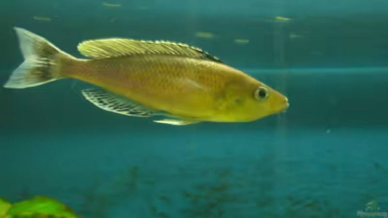 Cypricromis leptosoma jumbo morii  von Lehmann Sven (9)