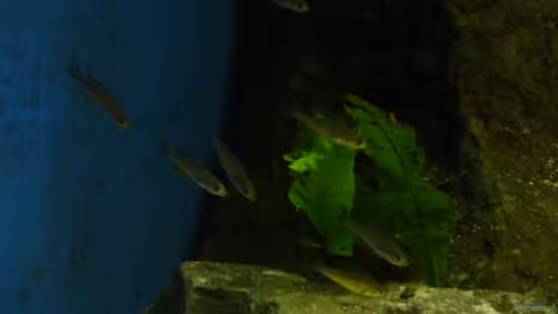 Cypricromis leptosoma (Jungtiere) von Lehmann Sven (10)