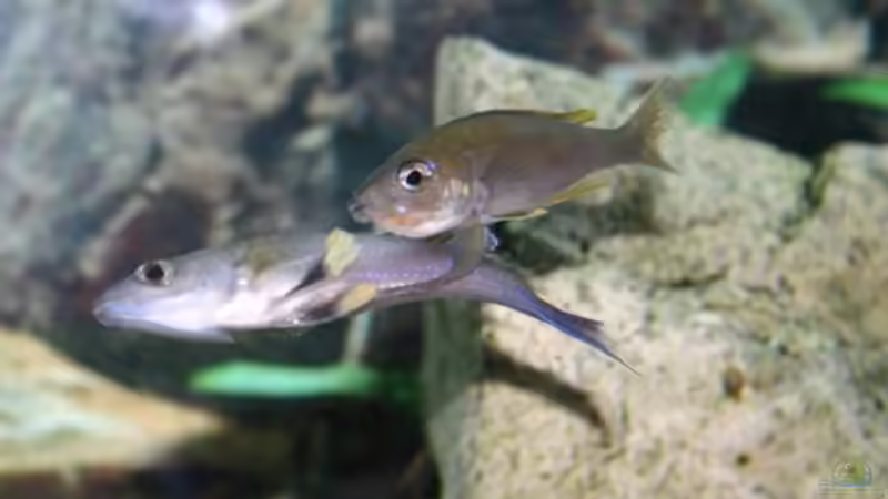 Cyrichromis leptosoma beim befruchten des Leichs gut zu sehen im Maul des Weibchens 250er von Christoph Klaus (10)
