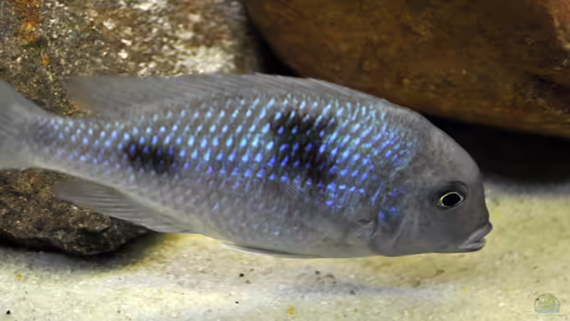 Cyrtocara  Weibe von Vladi (43)