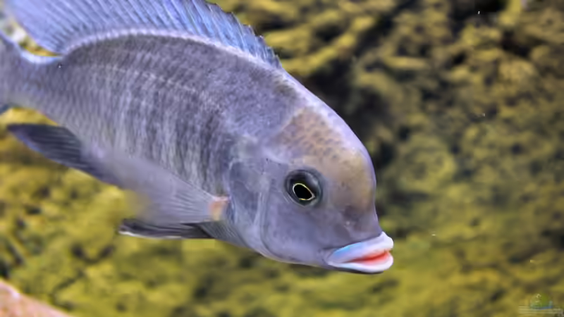 Cyrtocara Bock von Vladi (45)