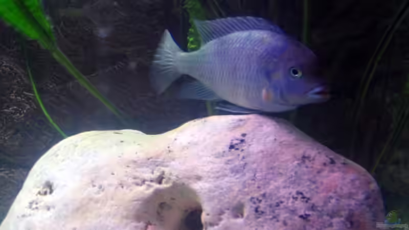 Cyrtocara moori (Blauer Delphinbuntbarsch) von Ricardo Kisker (18)