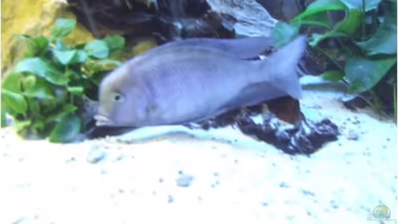 Cyrtocara Moori Bock von Der Schweizer (17)