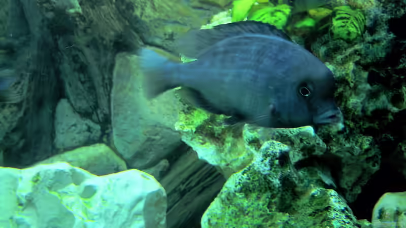 Cyrtocara Moori M von Heiko Selka (9)