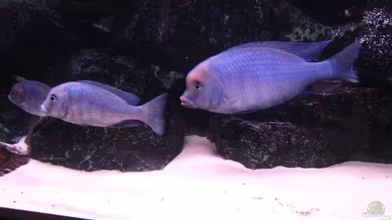 Cyrtocara Moori Paar von Beat Zureich (17)