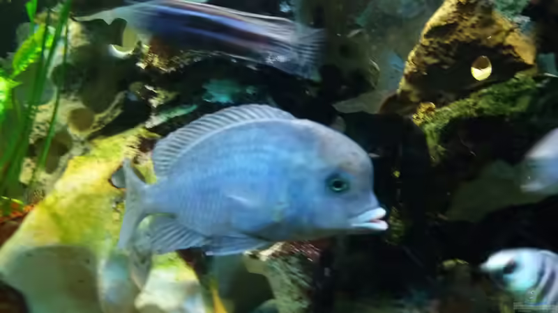 Cyrtocara moori von Angelo Nardello (10)