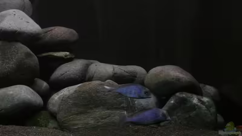 Cyrtocara Moori von raho (12)