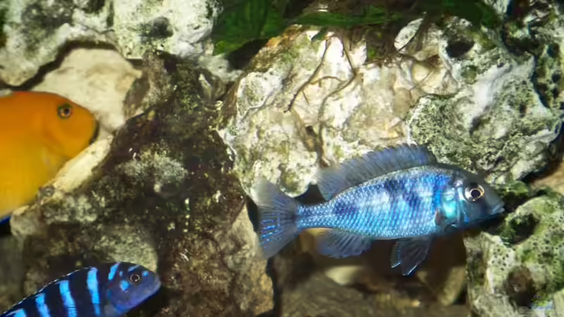 Cyrtocara moorii + Pseudotropheus demasoni  von Andreas Hesse (2)