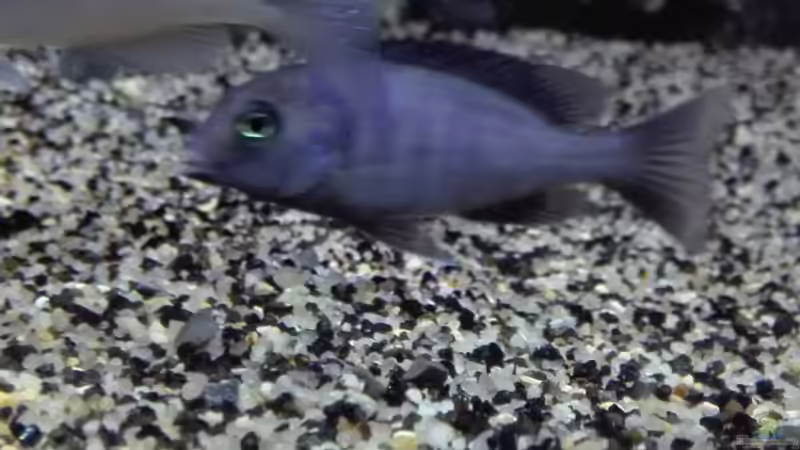 Cyrtocara moorii  Jungtier  von Heike Fuchs (64)