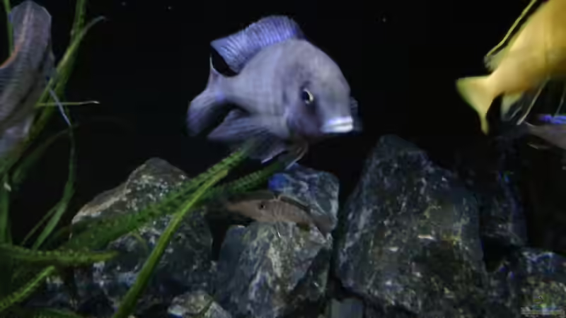 Cyrtocara moorii  von Heike Fuchs (42)