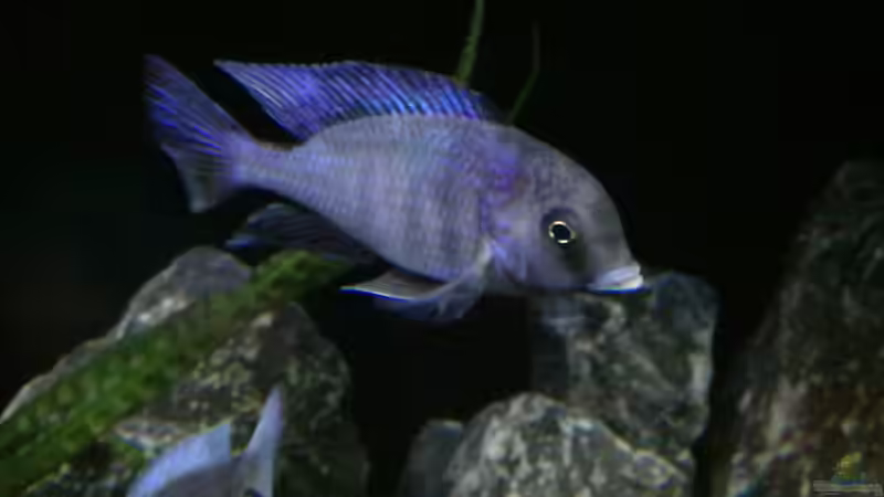 Cyrtocara moorii  von Heike Fuchs (43)