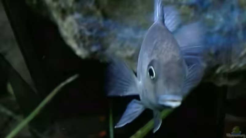 Cyrtocara moorii  von Heike Fuchs (52)