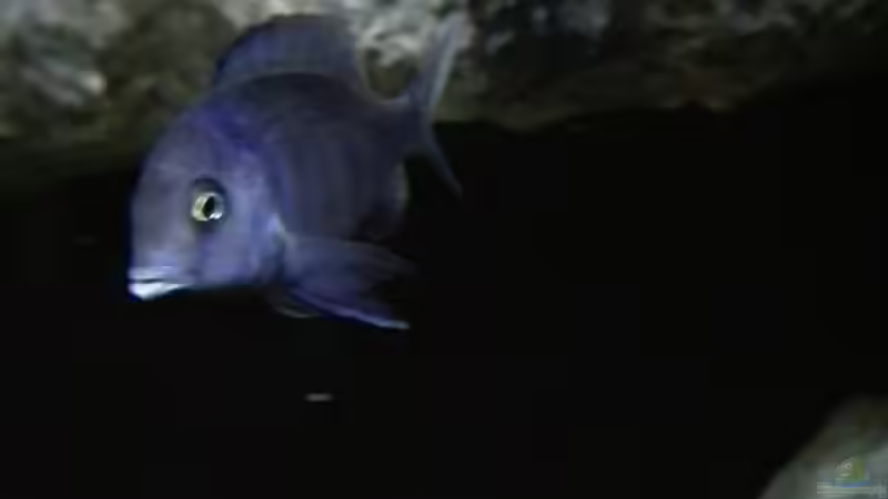 Cyrtocara moorii  von Heike Fuchs (54)