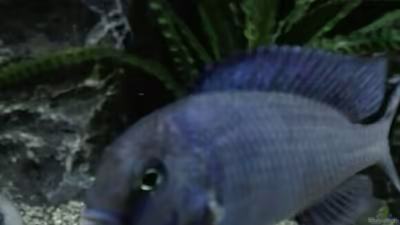 Cyrtocara moorii  von Heike Fuchs (59)