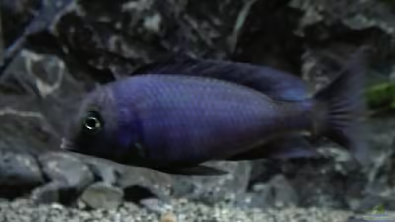 Cyrtocara moorii  von Heike Fuchs (61)