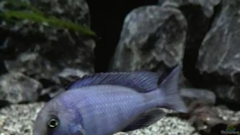 Cyrtocara moorii  von Heike Fuchs (62)