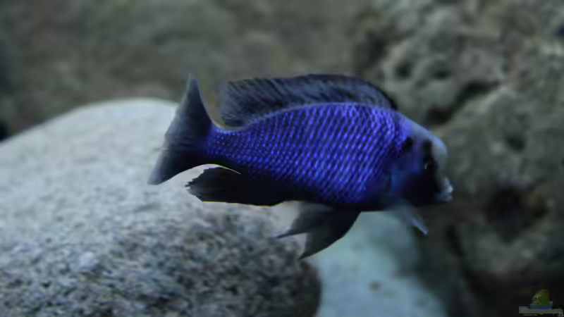 Cyrtocara Moorii  von Lukas Meierjohann (9)