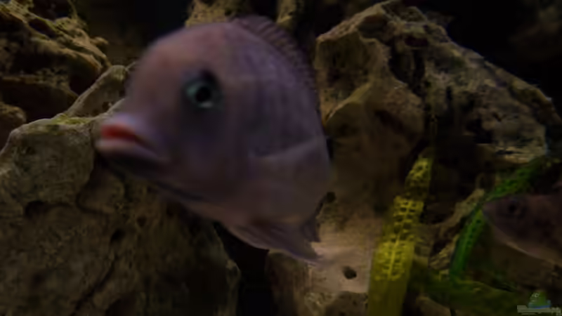 Cyrtocara moorii Bock von Volker Alms (16)