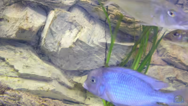 Cyrtocara moorii Bock von Wesermalawi (36)