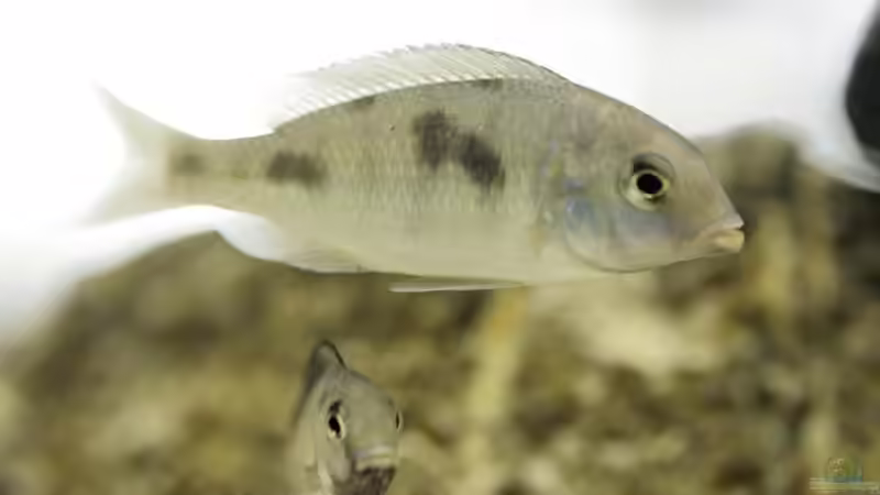 Cyrtocara moorii Jungfisch von Ralf Bauer (21)