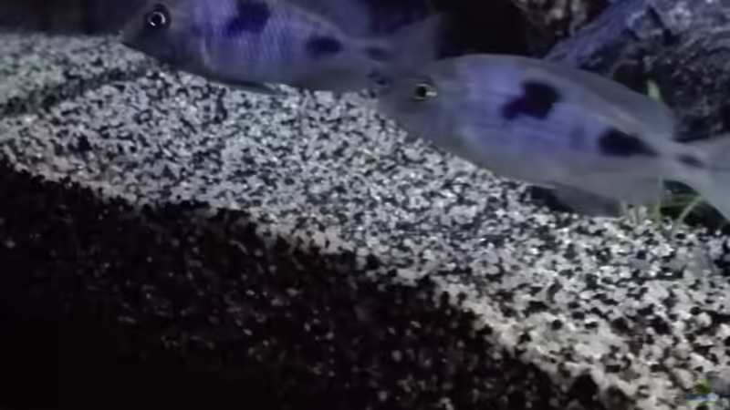 Cyrtocara moorii Jungtier  von Heike Fuchs (65)