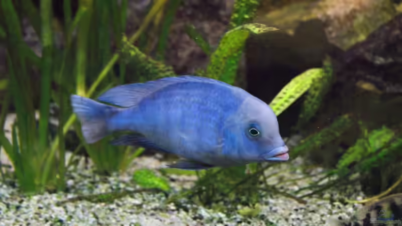 Cyrtocara Moorii m von Tom (15)