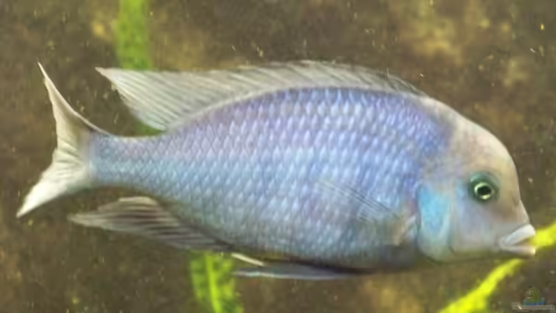 Cyrtocara Moorii m von Tom (25)