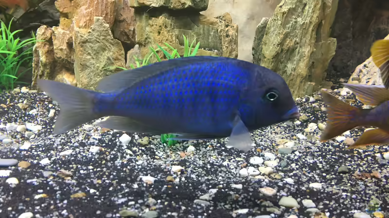 Cyrtocara Moorii von David Malawi (24)