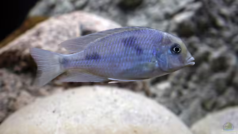 Cyrtocara Moorii von freezer2510 (21)