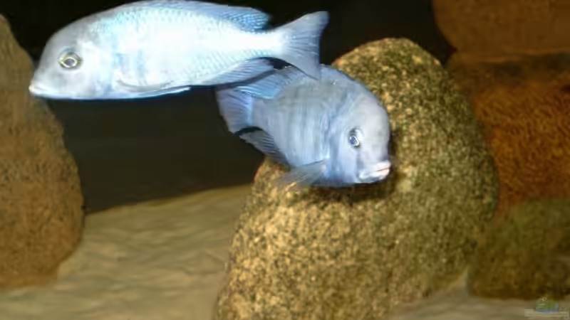 Cyrtocara moorii von Helgo Jacob (23)