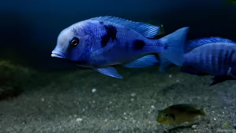 Cyrtocara moorii von Limited (24)