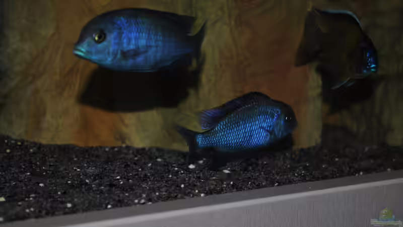 Cyrtocara moorii von Lutz K (67)