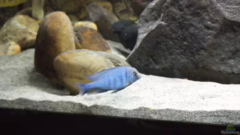 Cyrtocara moorii von Sascha G. (24)