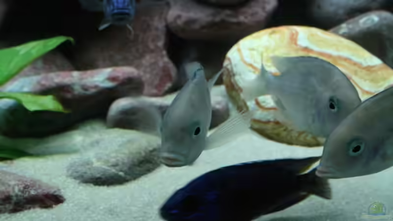 Cyrtocara Moorii von Sergio Raimundo (7)