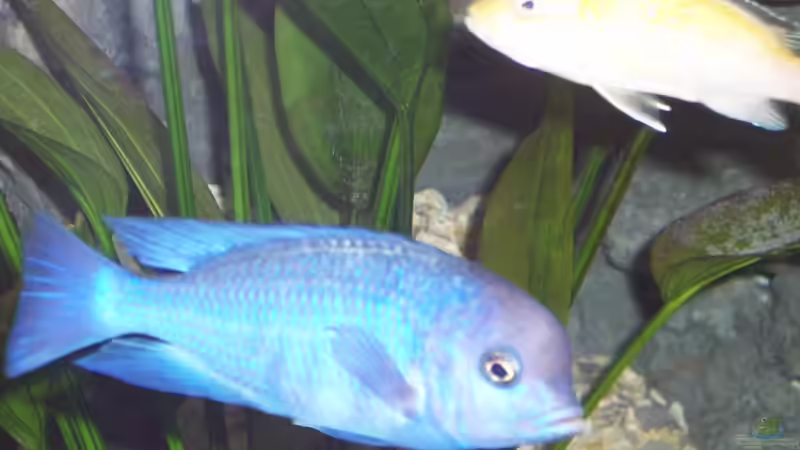 Cyrtocara moorii von Stephan Ascher (35)